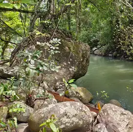 tanah kebun manggis dan durian los sungai di tabanan bali
