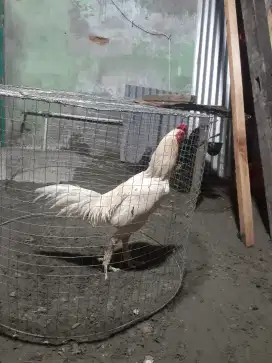 Di jual ayam adu,3 ekor perlu cepat,bisa bawa ayam tes