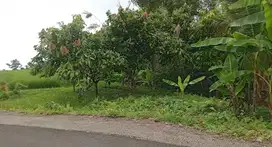 Dijual tanah perkebunan murah view laut dan sawah terasering di desa l