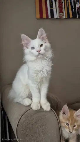 Kucing mainecoon