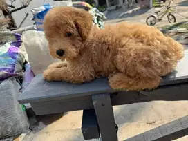 Di JUAL ANJING POODLE JANTAN