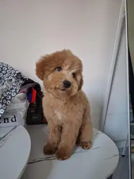 Di JUAL ANJING POODLE JANTAN