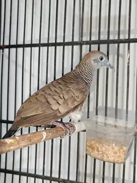Burung perkutut lokal katuranggan paruh tombak cucukan kaki rajeg wesi