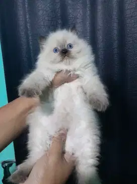 himalaya kitten #persia
