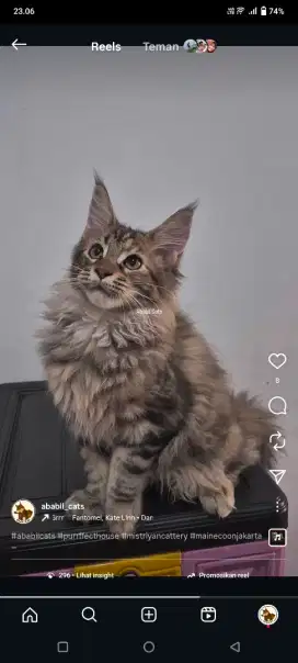 Kucing mainecoon