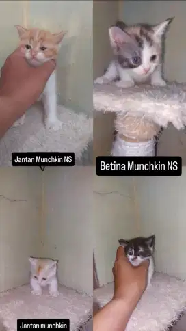 Lepas Adop BSH MUNCHKIN X SCOOTISH STRAIGHT