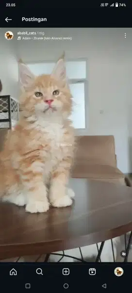 Kucing mainecoon