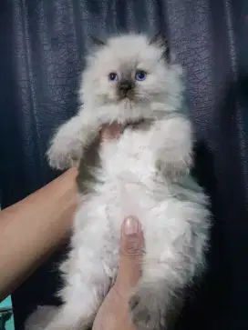 kitten himalaya sealpoint #persia