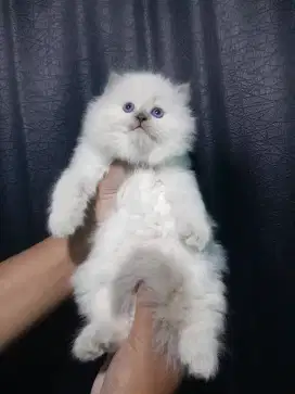 himalaya kitten #persia