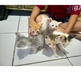 Adopsi Anakan Kucing Persia