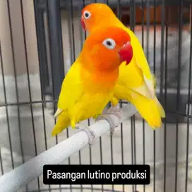 Pasangan resmi lutino