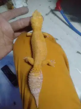 Macam2 geko sunglow