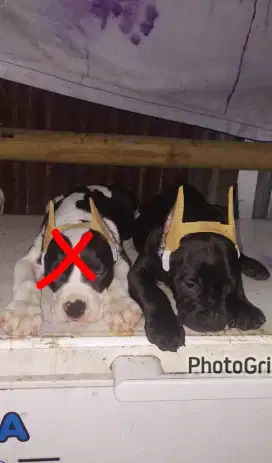 ANJING PUPPY PITBUL