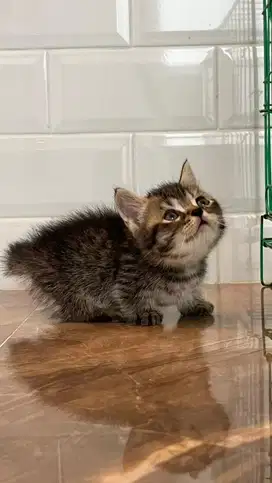 Kitten munckhin jantan