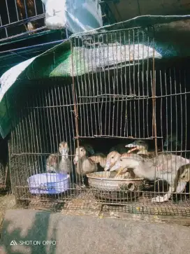 dijual anak entok 10 ekor usia kurang lebih satu bulanan