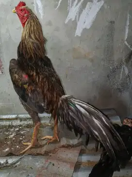 Ayam Bangkok selatan