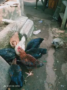 Dijual ayam kampung 8 ekor usia kurang lebih 2 bulanan