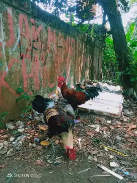 Dijual ayam Plung 2 ekor jantan muda