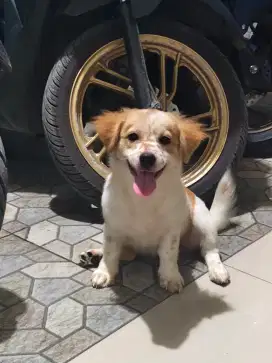 Anak Anjing Lucu