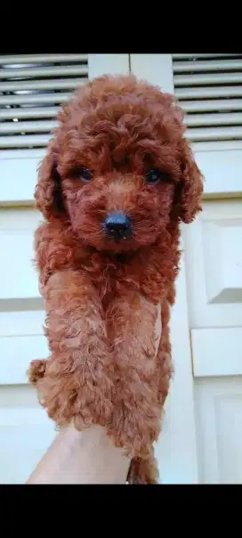 Anjing RedtoyPoodle