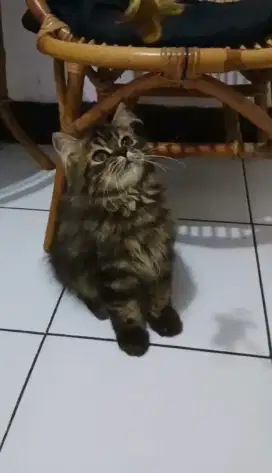 Kitten Persia Tabby