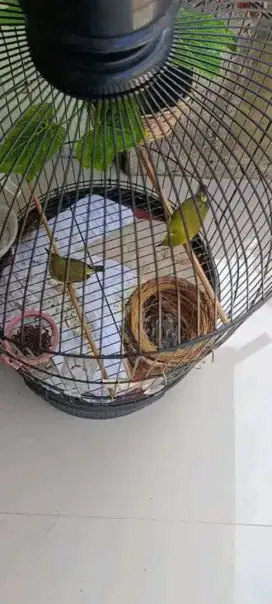 Burung sejodo udah produksi