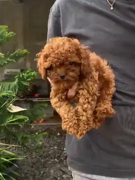 Poodle kecil lucu