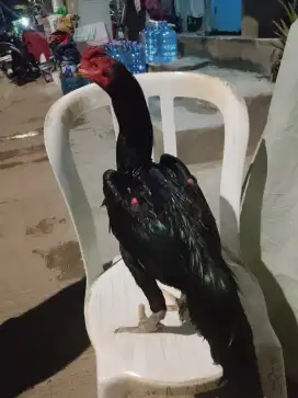 Ayam bangkok silangan