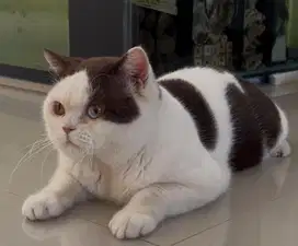British shorthair odd eyes special (rare)
