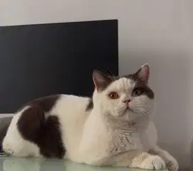 British shorthair odd eyes special (rare)