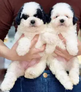 DIJUAL ANJING MALTESE X POODLE