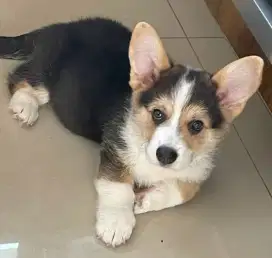 DIJUAL ANAK ANJING CORGY