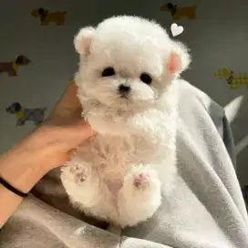 DIJUAL ANJING MALTESE X POM