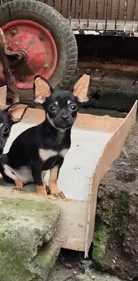 Chihuahua Betina Ready