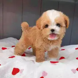 DIJUAL ANJING MALTESE X POODLE