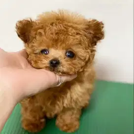 DIJUAL ANJING POODLE X POM