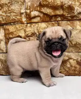 DIJUAL ANJING PUG