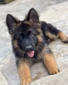 DIJUAL ANJING HERDER GSD GERMAN SHEPHERD