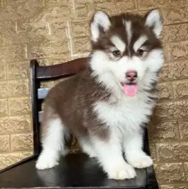 DIJUAL ANJING SIBERIAN HUSKY