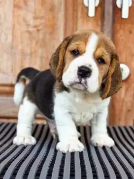 DIJUAL ANJING BEAGLE