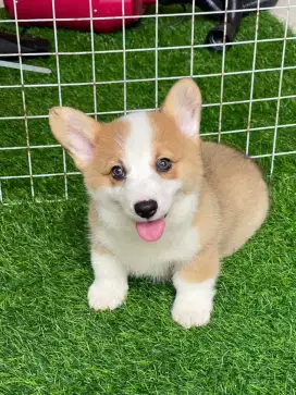 DIJUAL ANJING CORGI WELSH CORGY