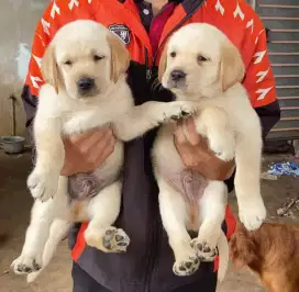 DIJUAL ANJING LABRADOR RETRIEVER