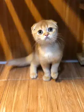 Kucing scottish triple fold