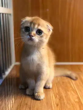 Kucing scottish triple fold