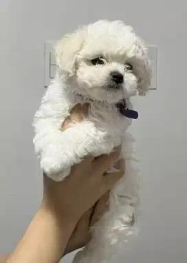 DIJUAL ANAK ANJING BICHON FRISE