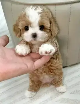DIJUAL ANAK ANJING MALTESE MIX POODLE