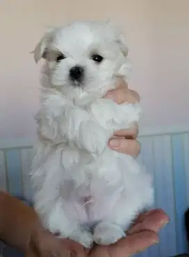 DIJUAL ANAK ANJING BICHON FRIS