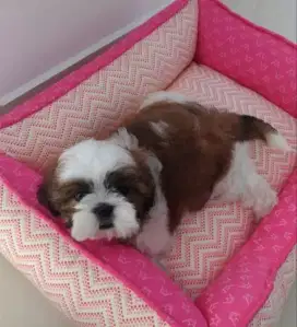 DIJUAL ANAK ANJING SHIHTZU