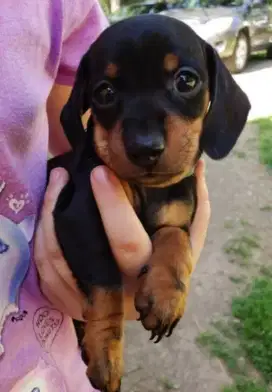 DIJUAL ANAK ANJING DACHSHUND/ TEKEL