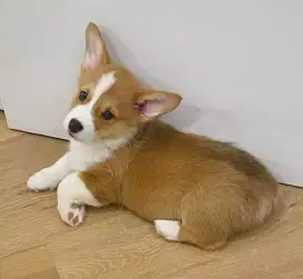 DIJUAL ANAK ANJING CORGY